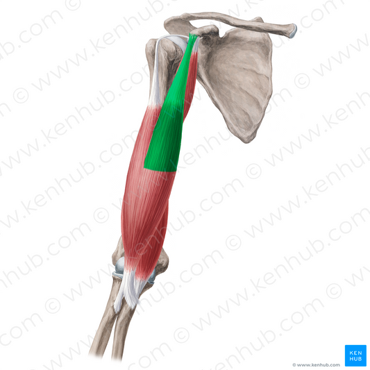 Short head of biceps brachii muscle (#2375)