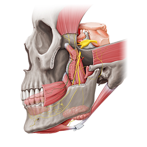 Buccal nerve (#6349)