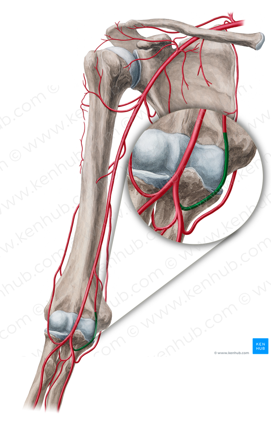 Anterior ulnar recurrent artery (#18920)