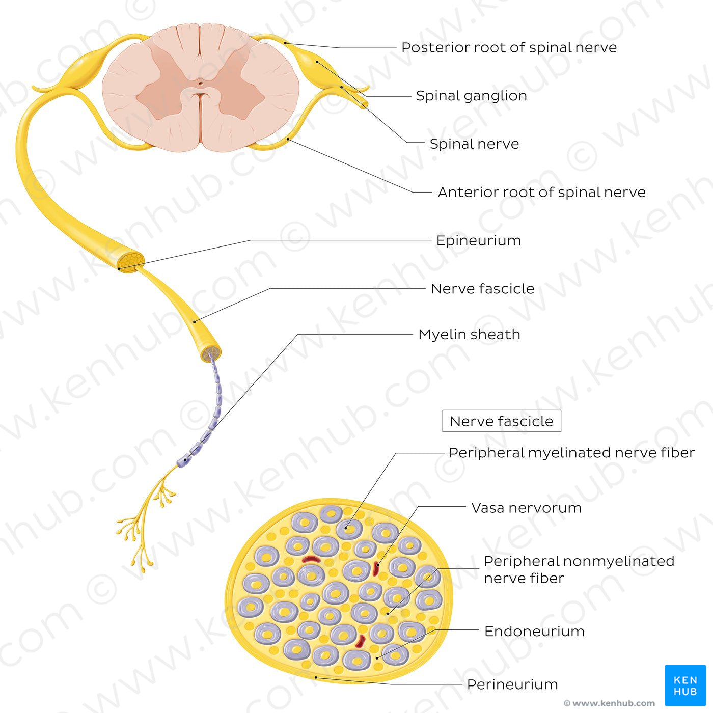 Nerve (cross section) (English)