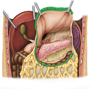 Gastrocolic ligament (#4535)