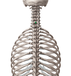 Spinous process of vertebra C6 (#8293)