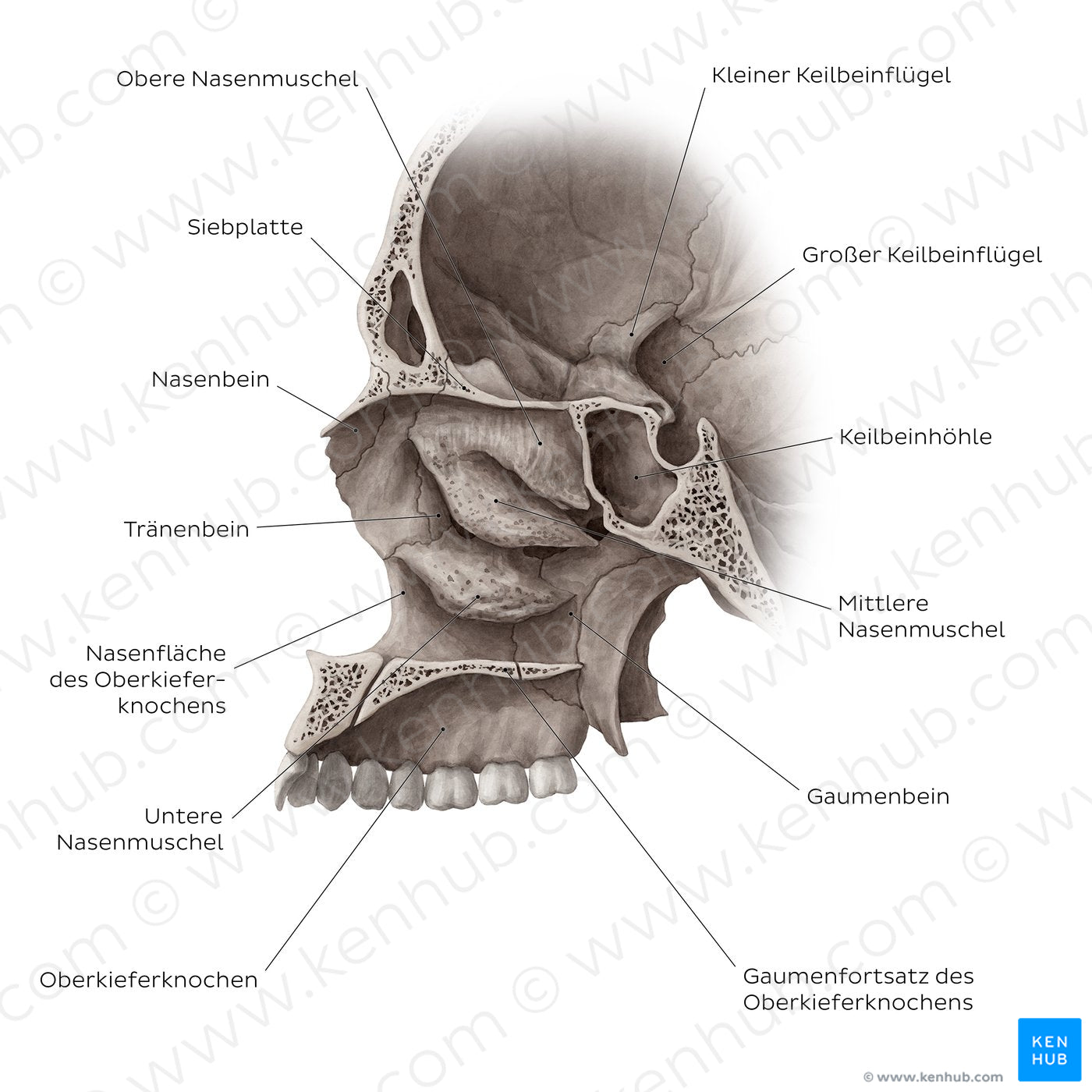 Midsagittal skull (septum removed) (German)