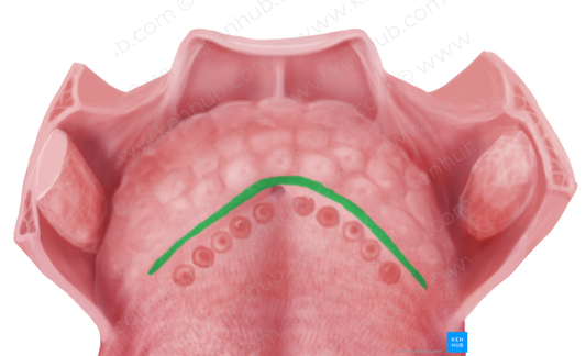 Terminal sulcus of tongue (#9340)