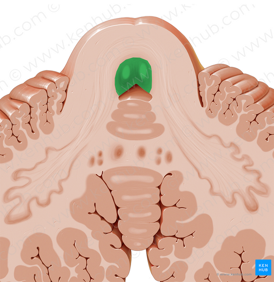 Medial longitudinal fasciculus (#3608)