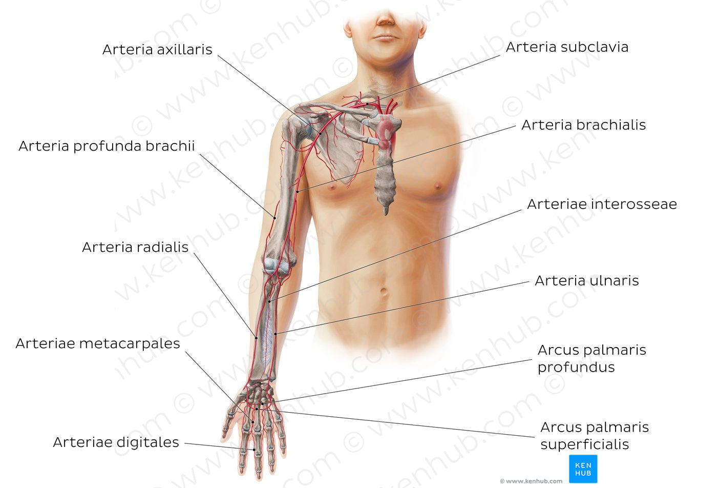 Main arteries of the upper limb - anterior (Latin)