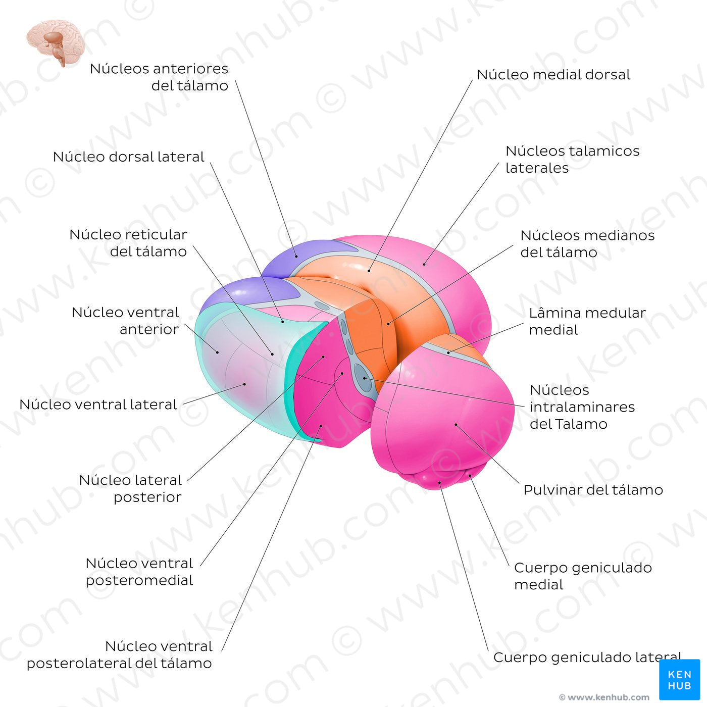 Thalamic nuclei (Spanish)