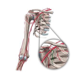 Pectoral branches of thoracoacromial artery (#18940)