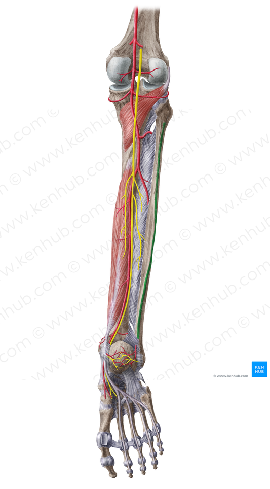 Posterior border of fibula (#4950)