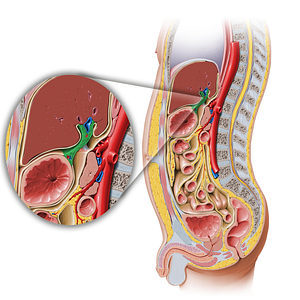 Lesser omentum (#7327)