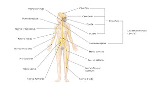 Nervous system (Portuguese)