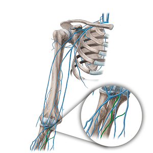 Median antebrachial vein (#21652)