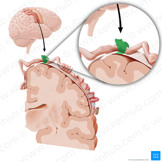 Sensory cortex of head (#11046)