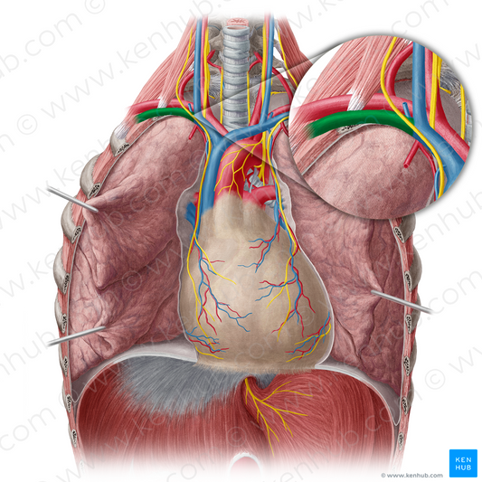 Right subclavian vein (#10606)