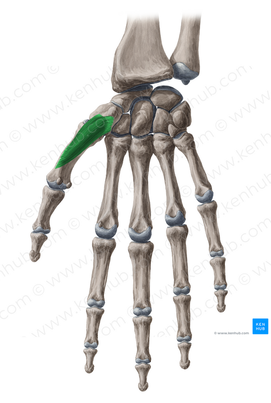 Opponens pollicis muscle (#5692)