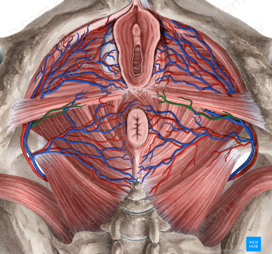 Perineal artery (#1622)