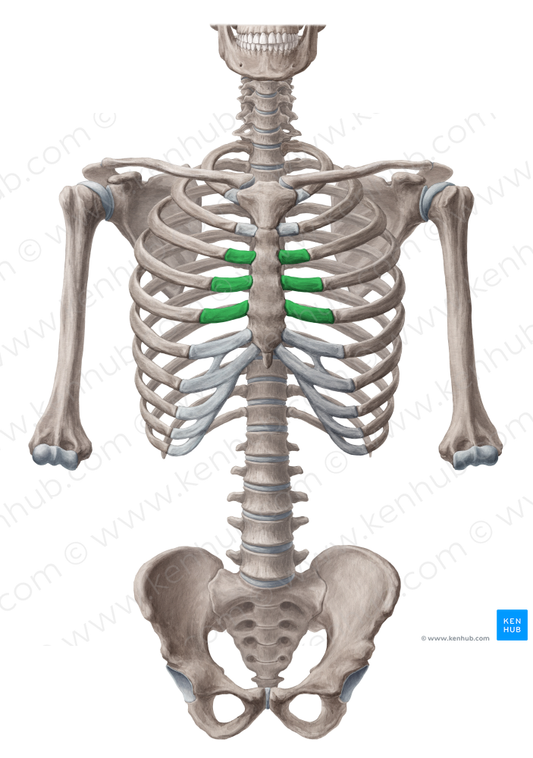 Costal cartilages of 3rd-5th ribs (#2466)