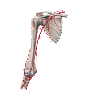 Dorsal scapular artery (#18849)