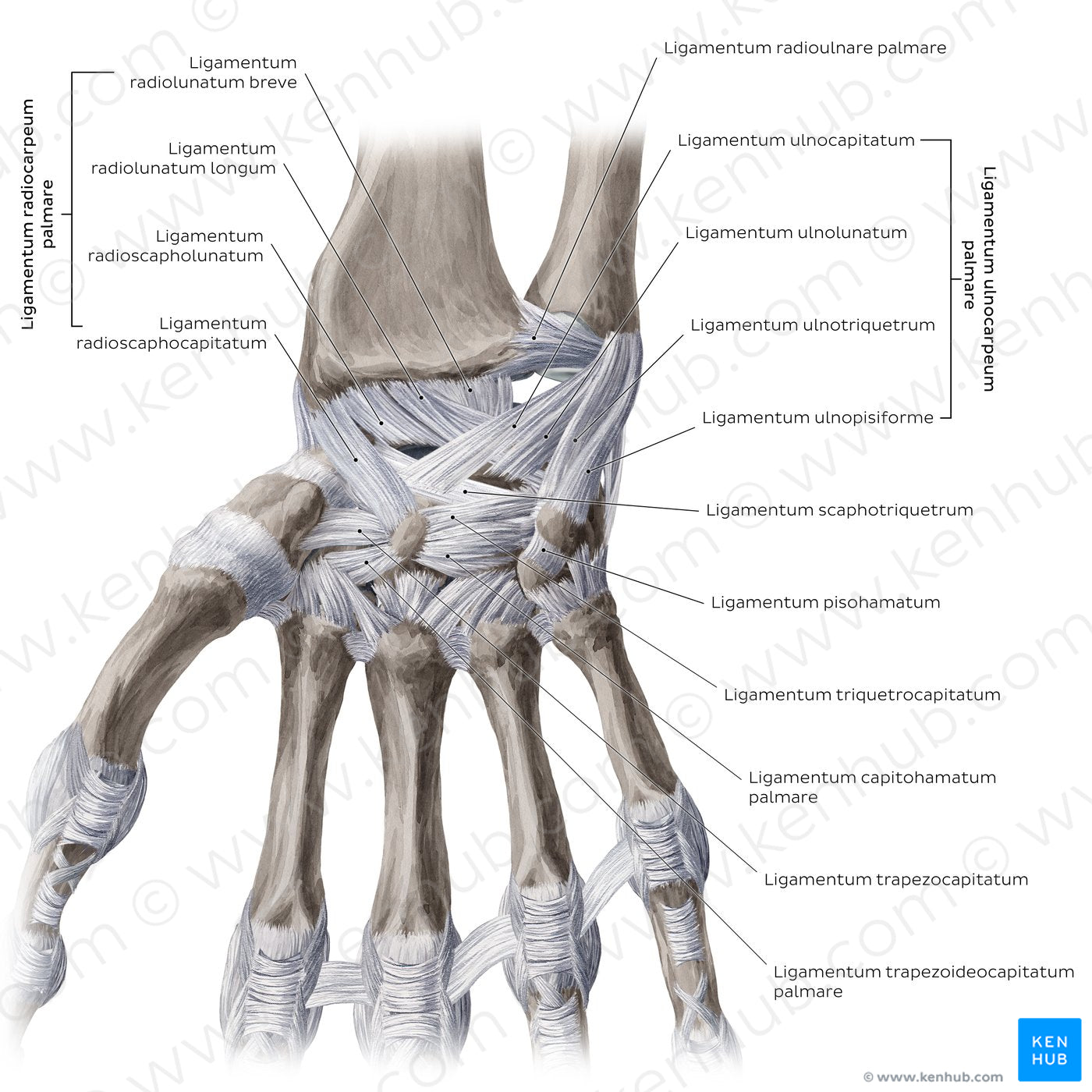 Ligaments of the wrist and hand: Palmar view (Latin)