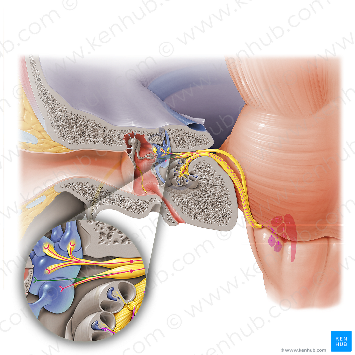 Posterior ampullary nerve (#6323)