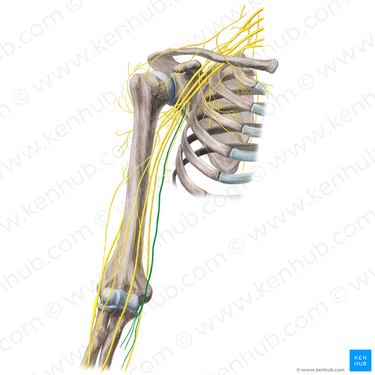 Medial antebrachial cutaneous nerve (#21666)