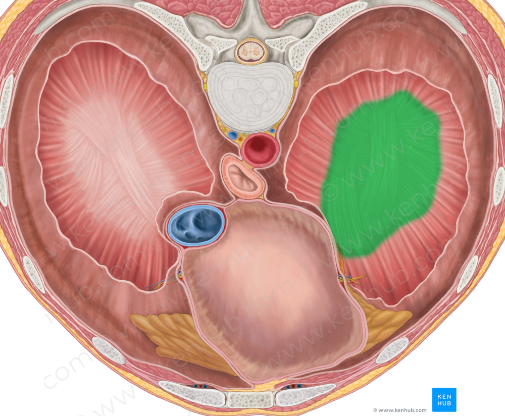 Left central tendon of diaphragm (#2559)