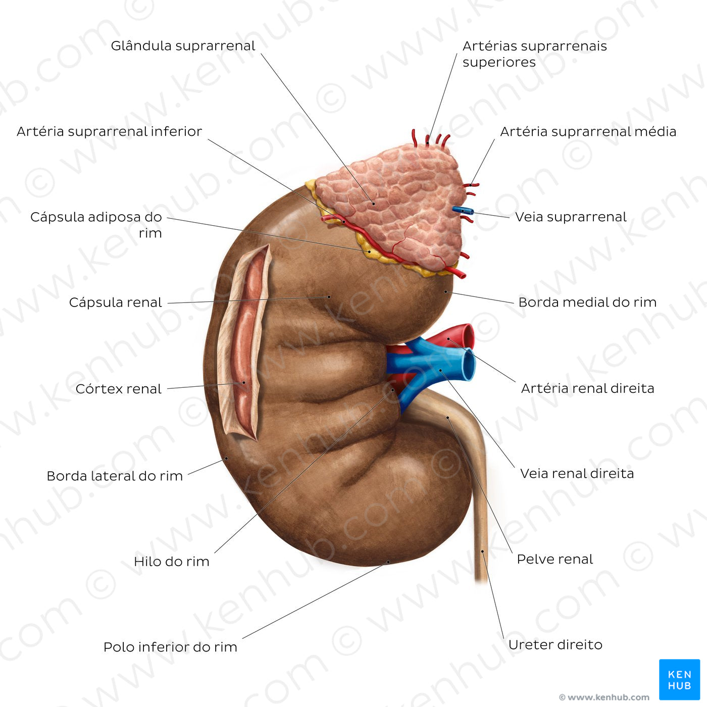 Overview of the kidney (Portuguese)