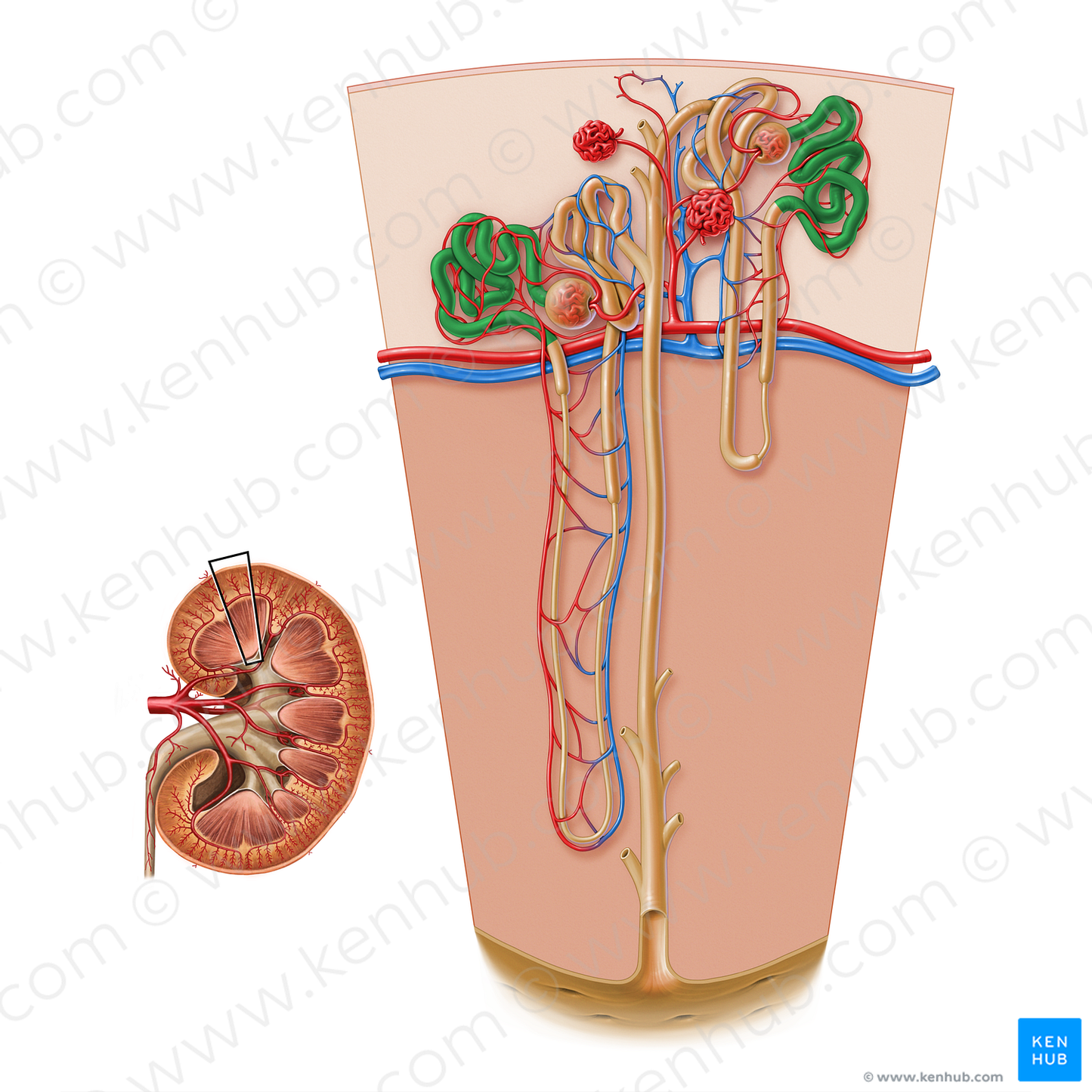 Proximal convoluted tubule (#17182)