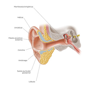 External ear: coronal section (Portuguese)
