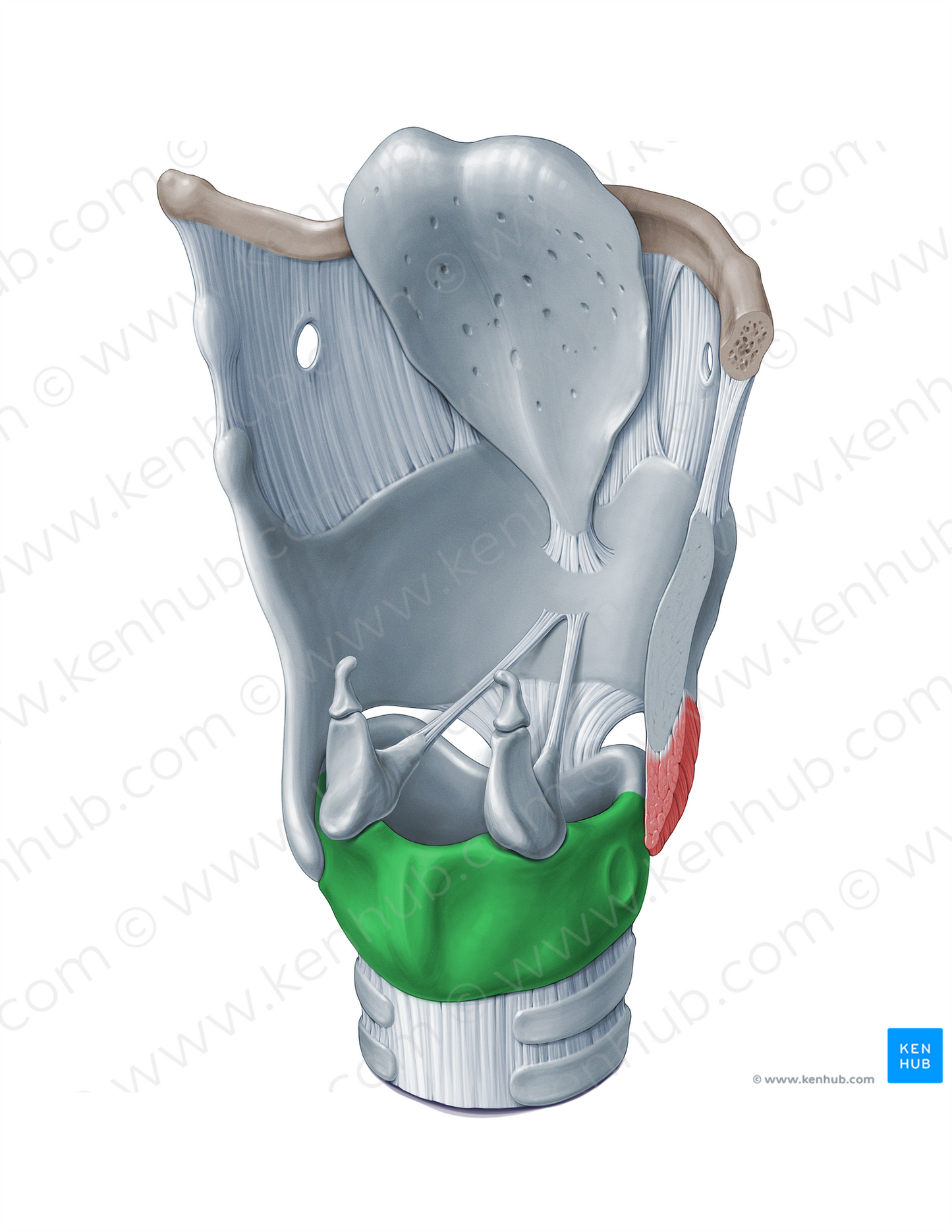 Lamina of cricoid cartilage (#18355)