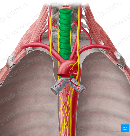 Trachea (#9513)