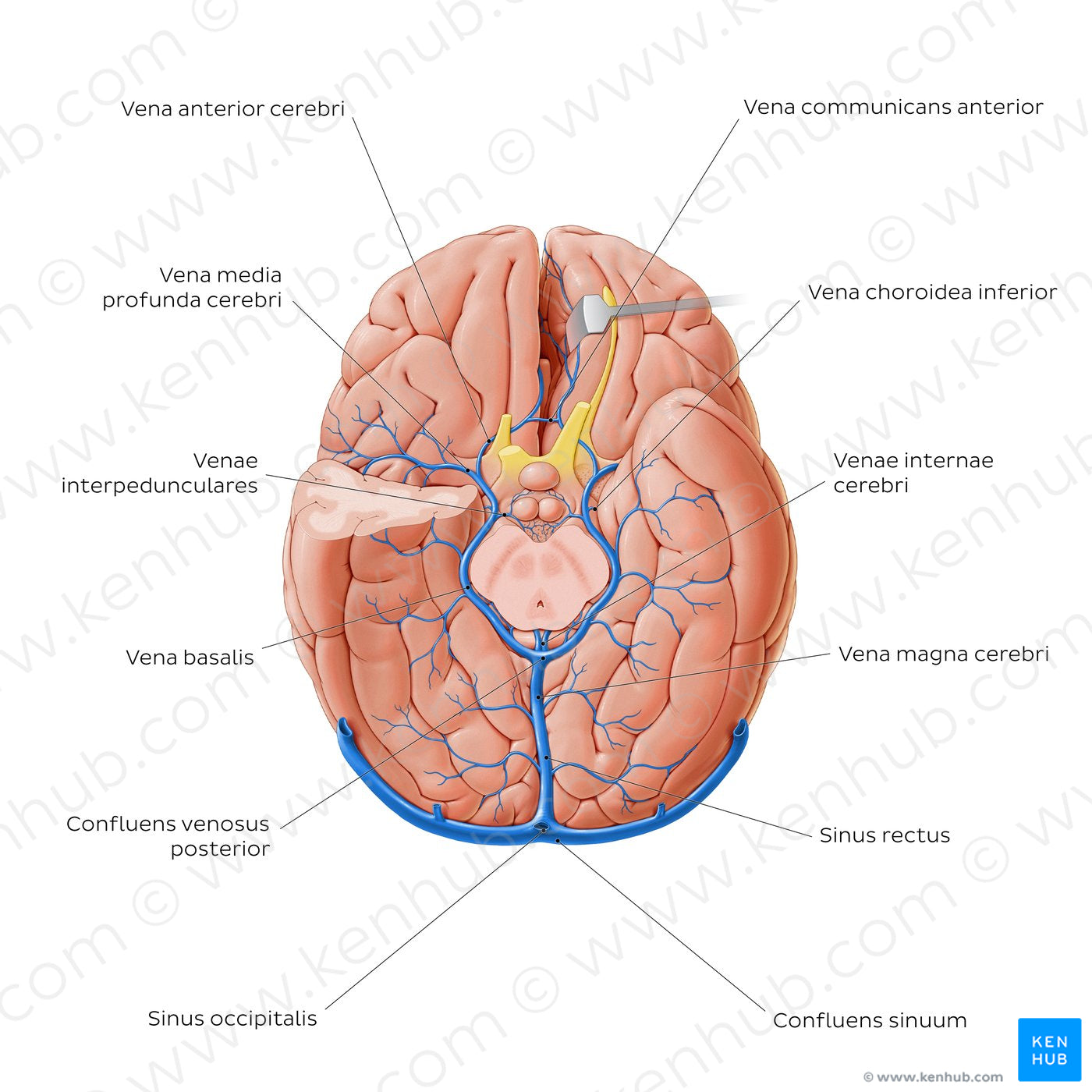 Cerebral veins - basal view (Latin)