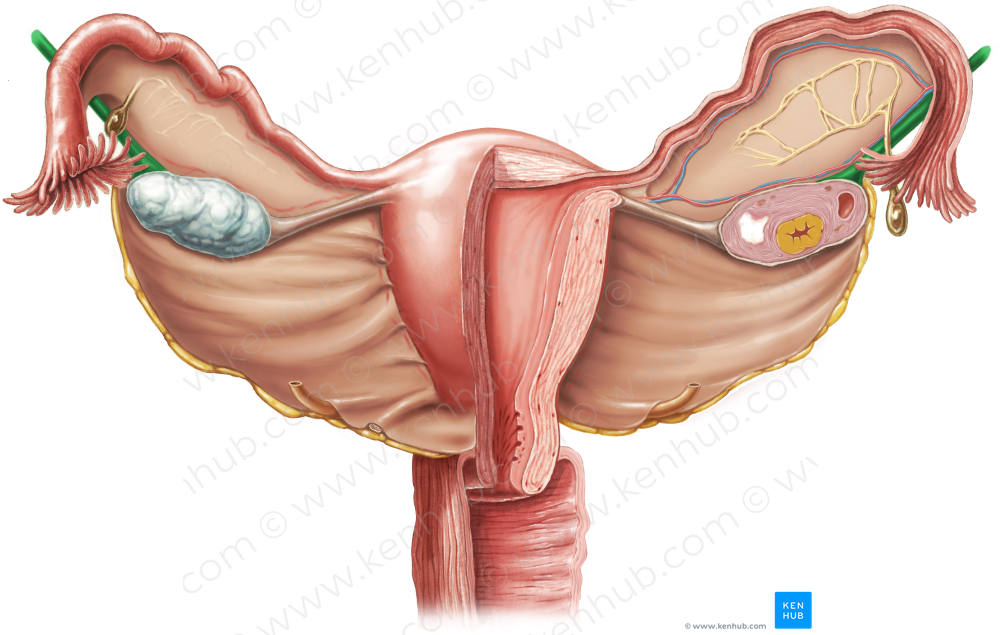 Suspensory ligament of ovary (#4623)