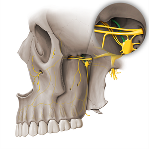 Nasopalatine nerve (#18466)