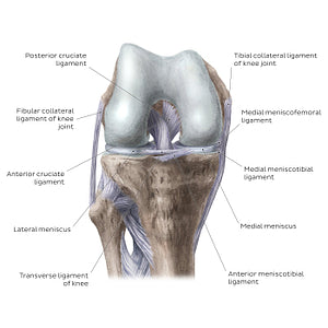 Knee joint: Intracapsular ligaments and menisci (anterior view) (English)