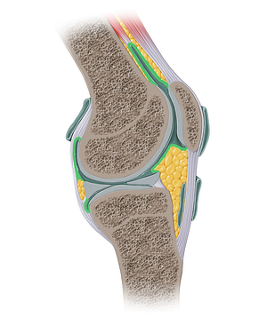 Synovial membrane of knee joint (#14119)