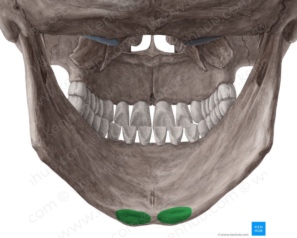 Digastric fossa of mandible (#3849)