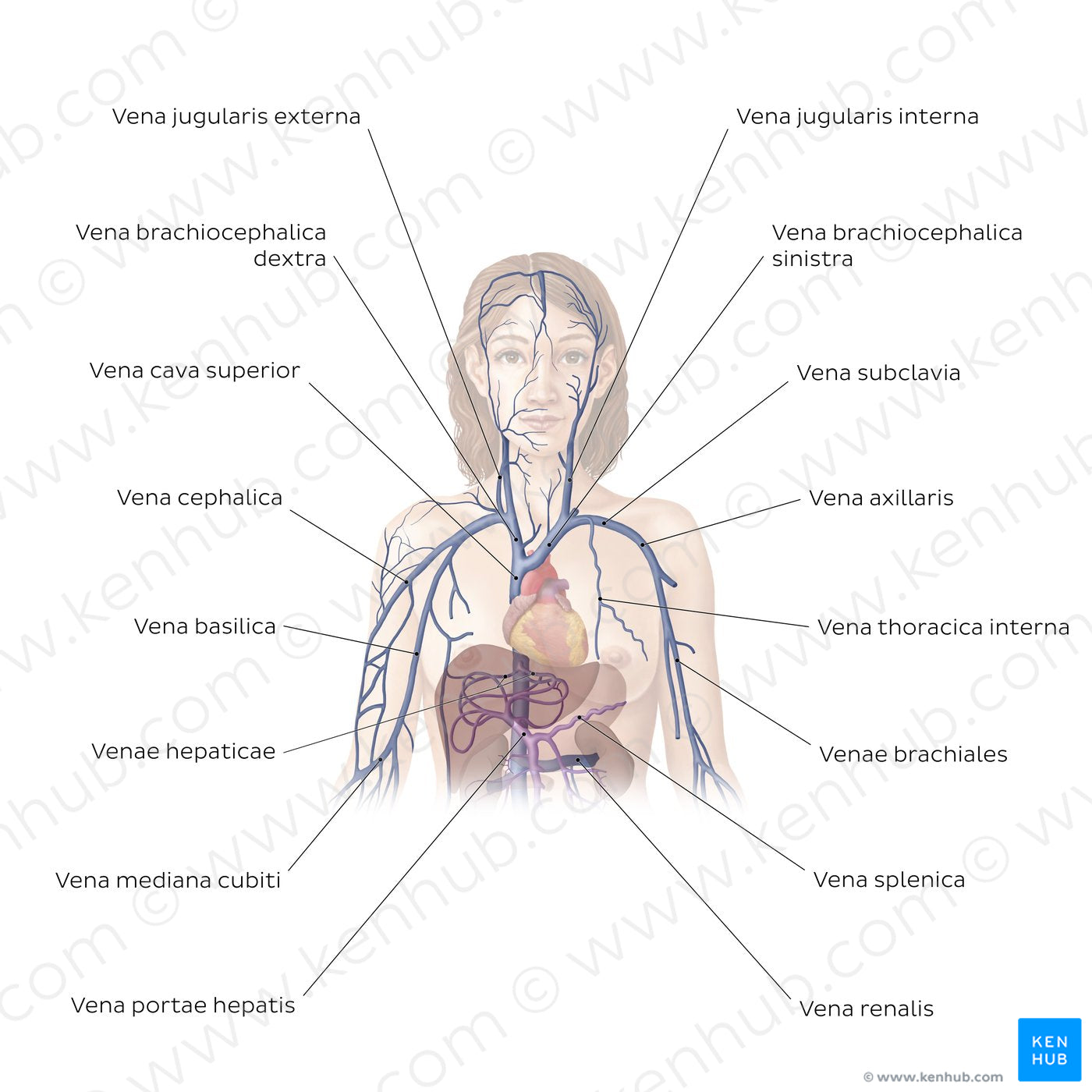 Cardiovascular system: Veins of the upper part of the body (Latin)