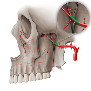 Pterygopalatine part of maxillary artery (#18509)