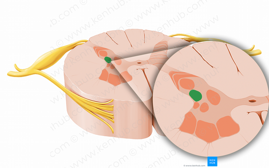 Secondary visceral gray matter of spinal cord (#12059)