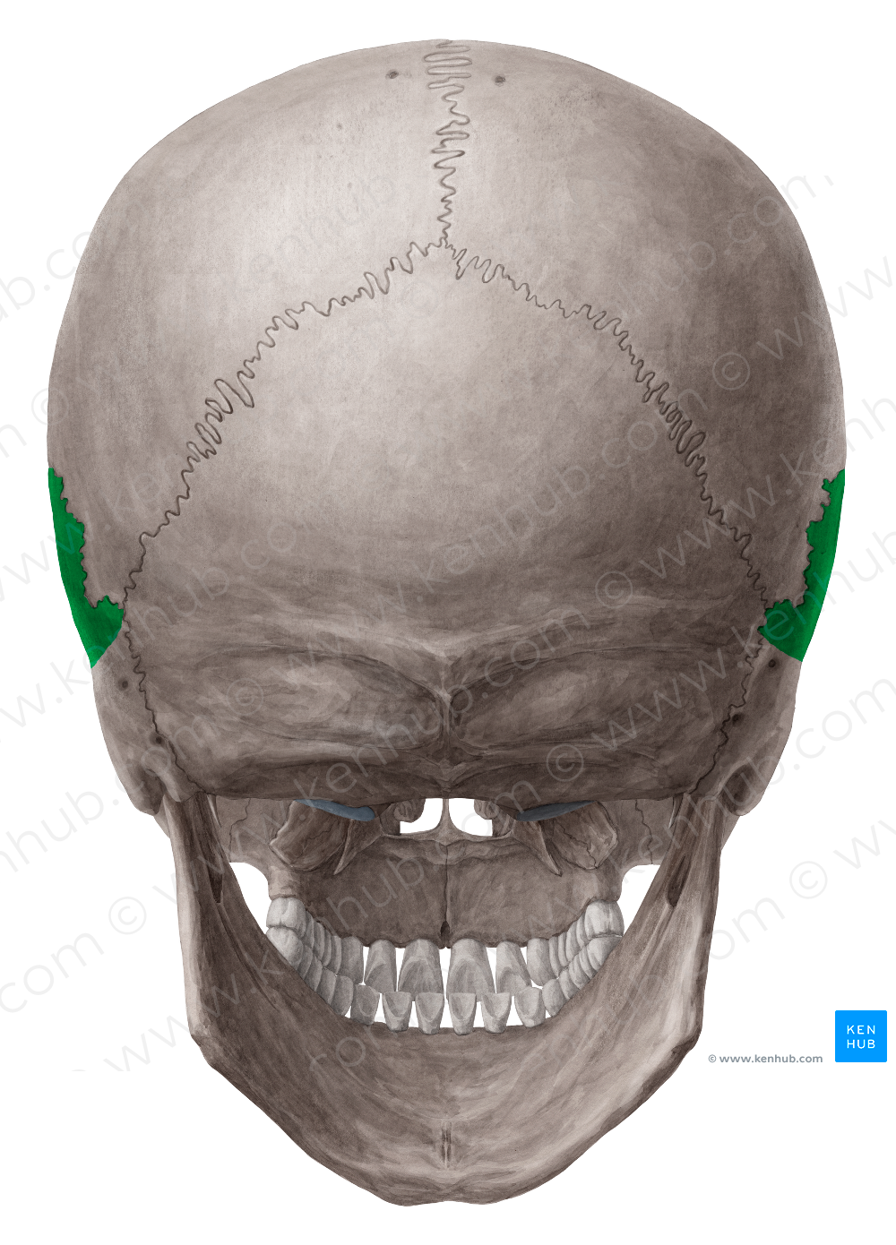 Squamous part of temporal bone (#7780)