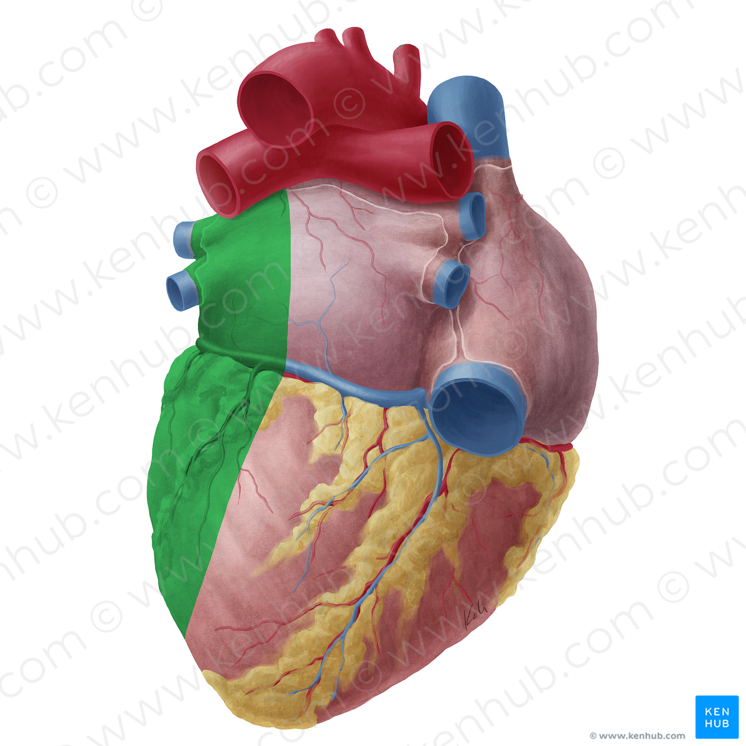 Left surface of heart (#19748)