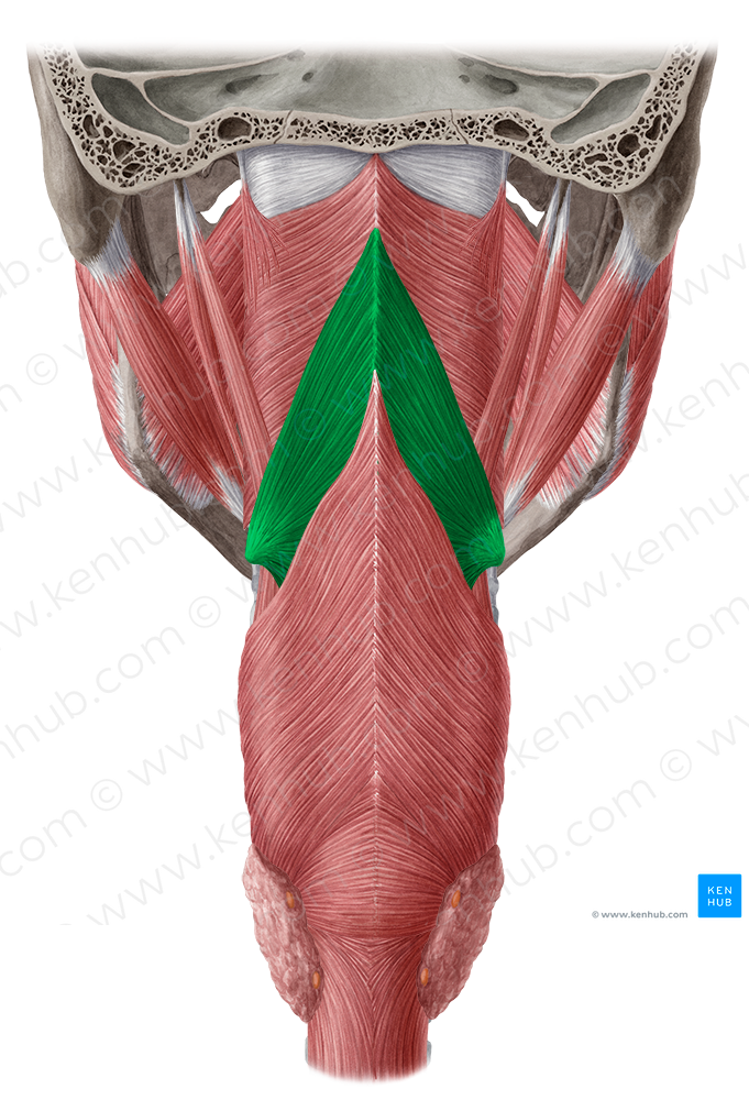 Middle pharyngeal constrictor muscle (#5265)