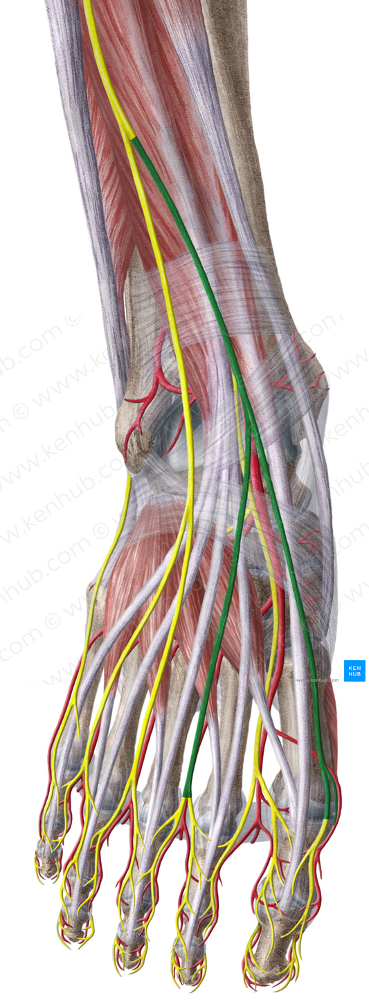 Medial dorsal cutaneous nerve of foot (#6376)