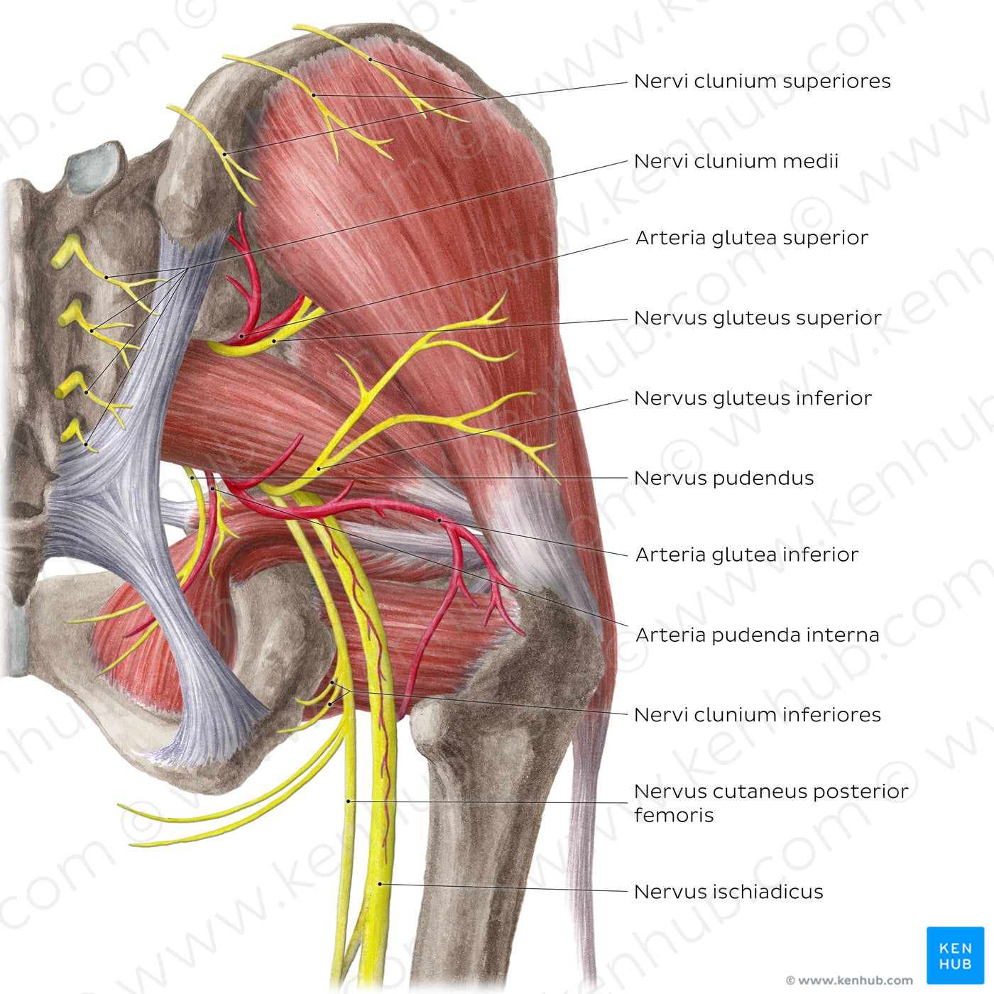 Neurovasculature of the hip and thigh (posterior view) (Latin)