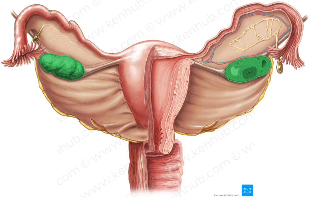 Ovary (#7580)