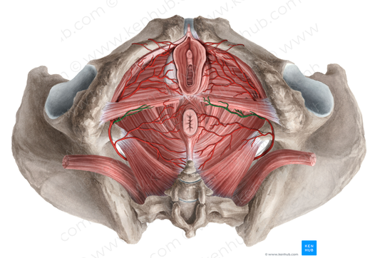 Perineal artery (#1621)