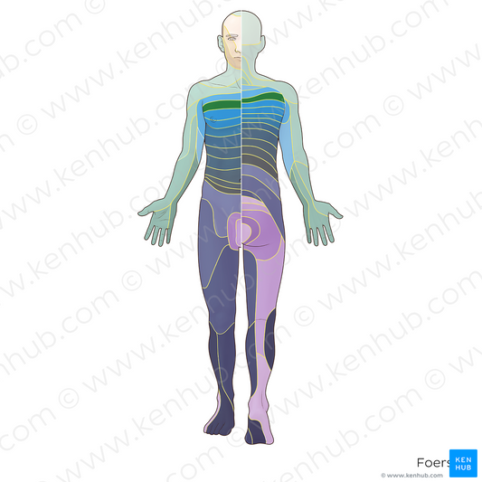 T3 dermatome (#20880)