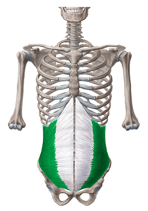 Internal abdominal oblique muscle (#5660)