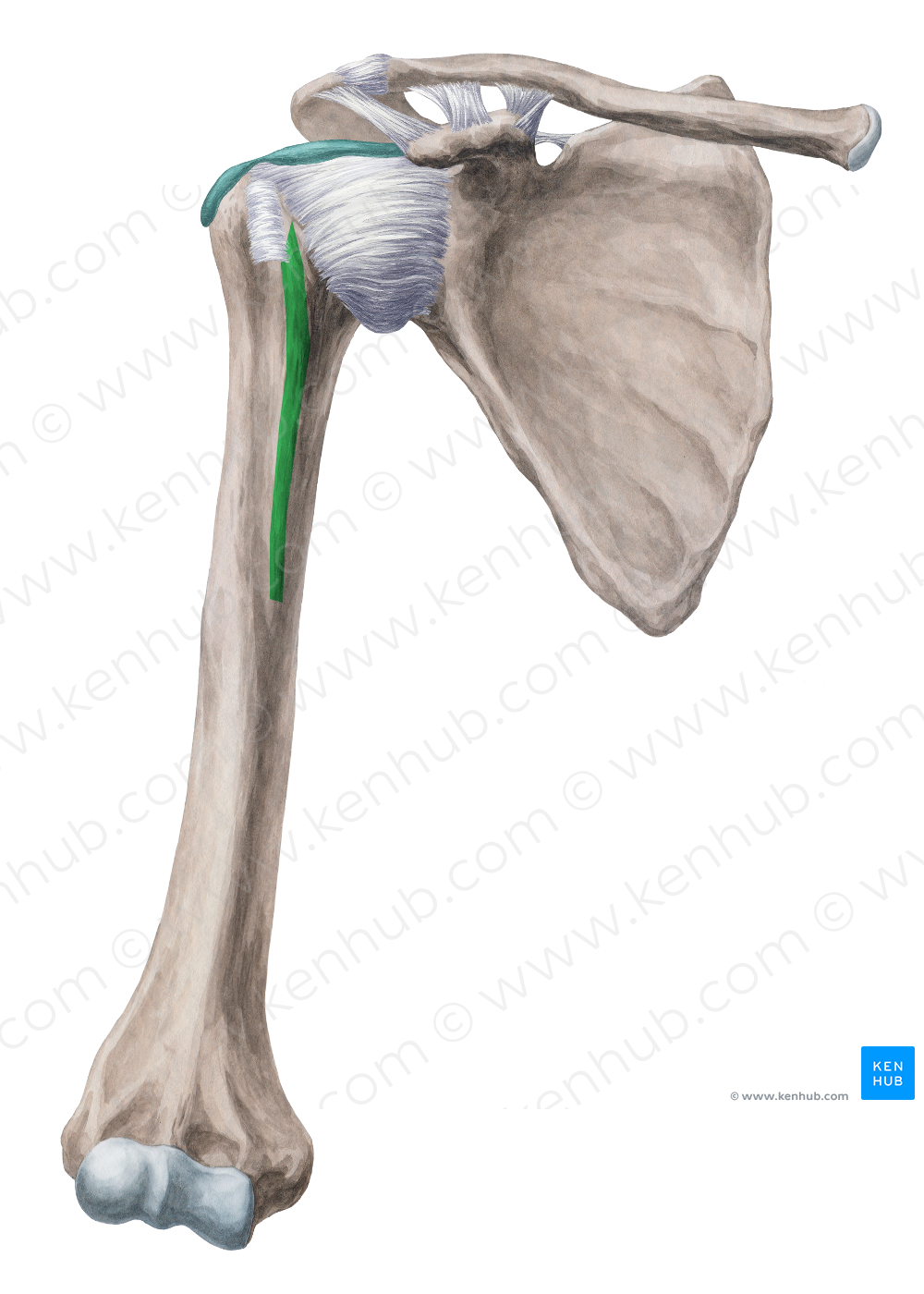 Crest of lesser tubercle of humerus (#3142)